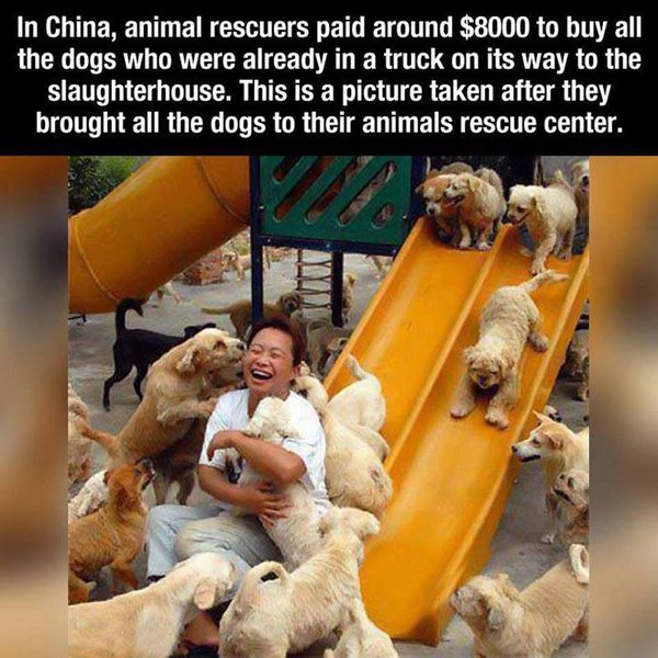 Grund zur Freude für gerettete Hunde. 